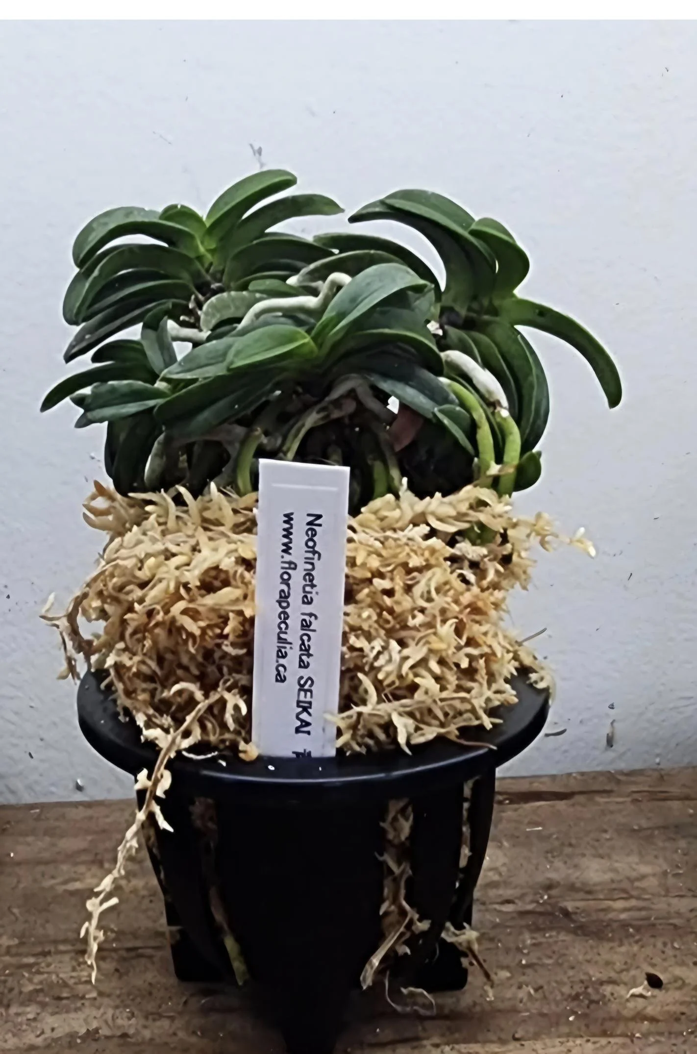 Floraページ Japanese Orchids — Catalogue — Flora Peculia